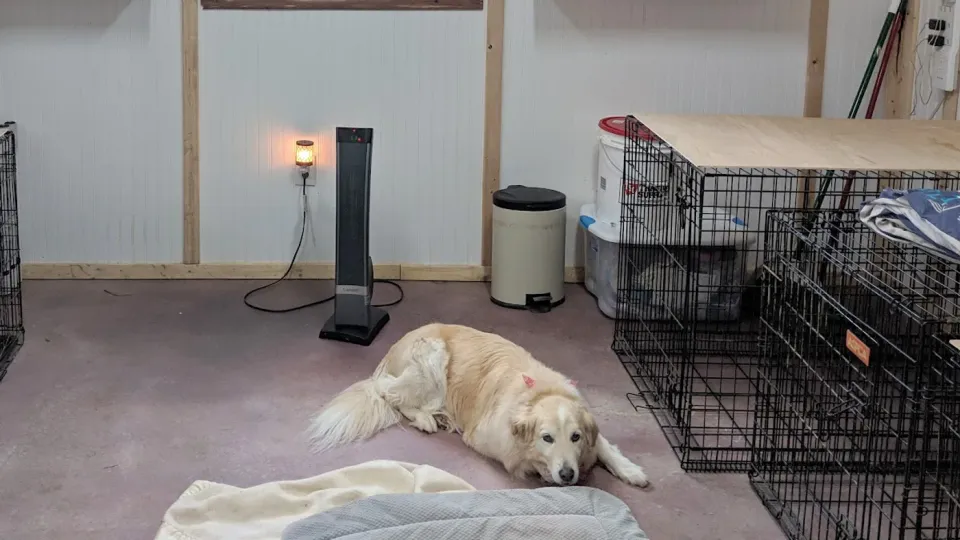 A dog resting inside the lit kennel room at night, with someone on the property around the clock