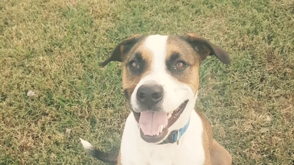 A happy boarded dog grinning straight at the camera in the grass