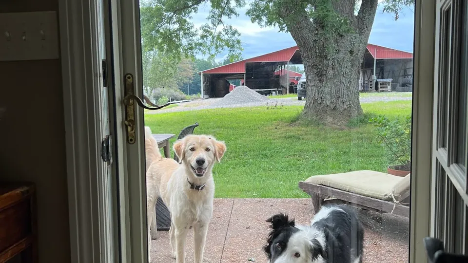 Dogs waiting at the open door looking out across the country property