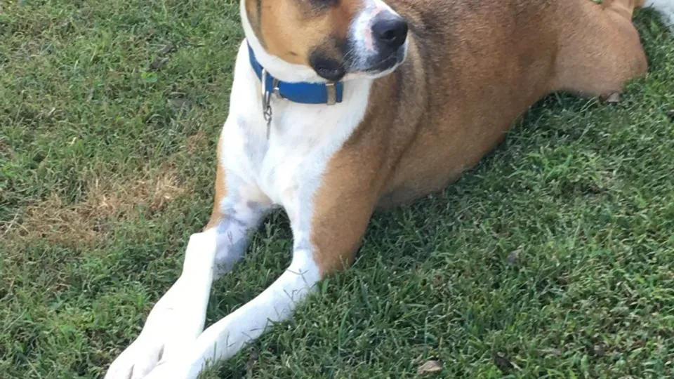 An older dog resting comfortably in the grass at SJ’s Dog Boarding