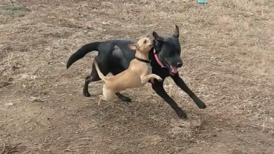 Two boarded dogs running together with a stick in the open play yard