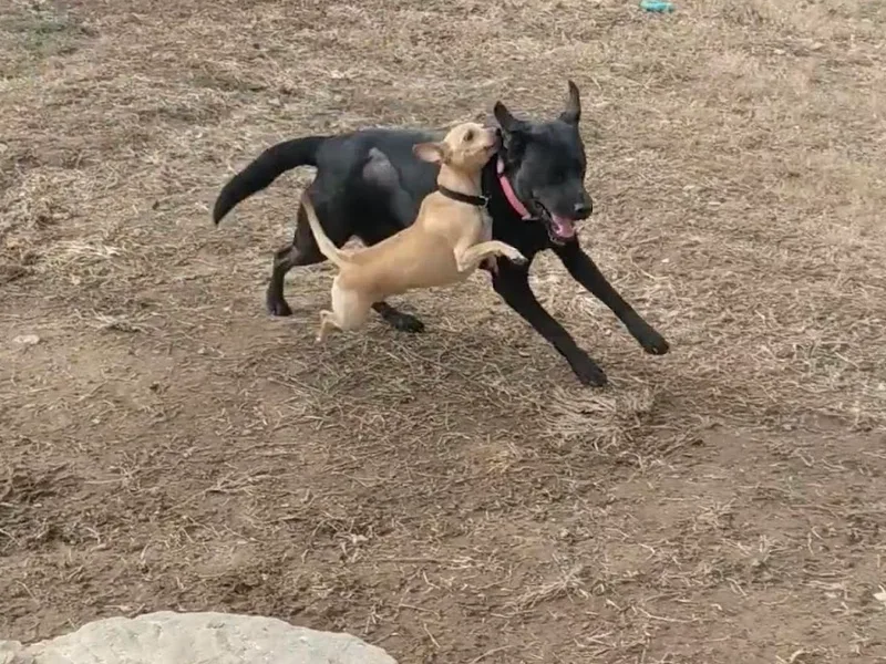 Two dogs running together with a stick across the yard