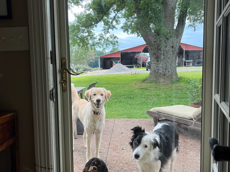 Dogs looking out from the open door across the country property