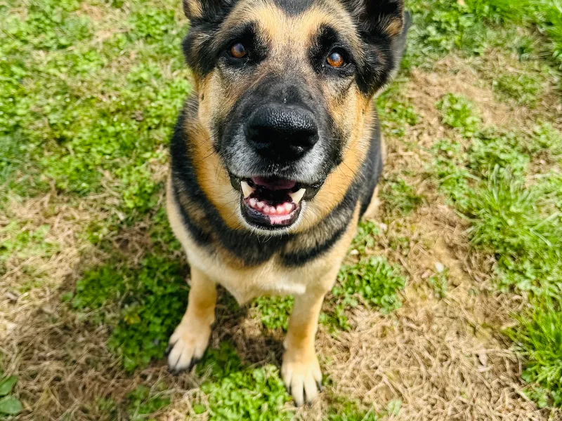A german shepherd grinning up at the camera on the grass