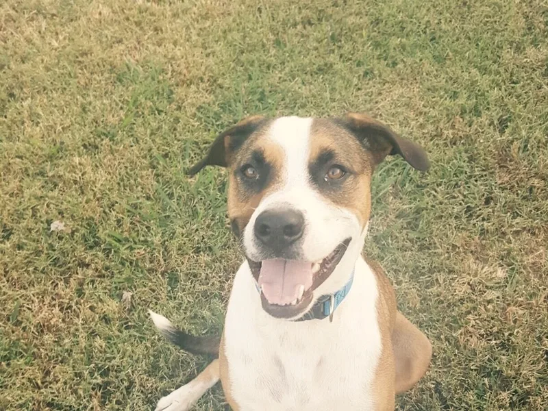 A brown and white dog looking straight at the camera in the grass