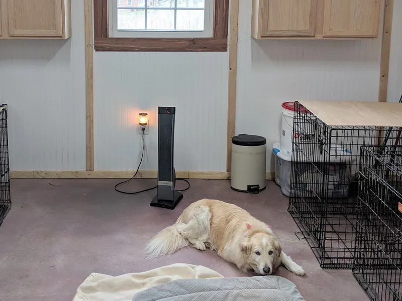 A dog asleep in the lit indoor kennel room at night
