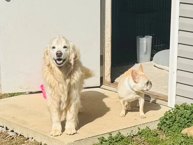 A golden retriever and a french bulldog outside the kennel building