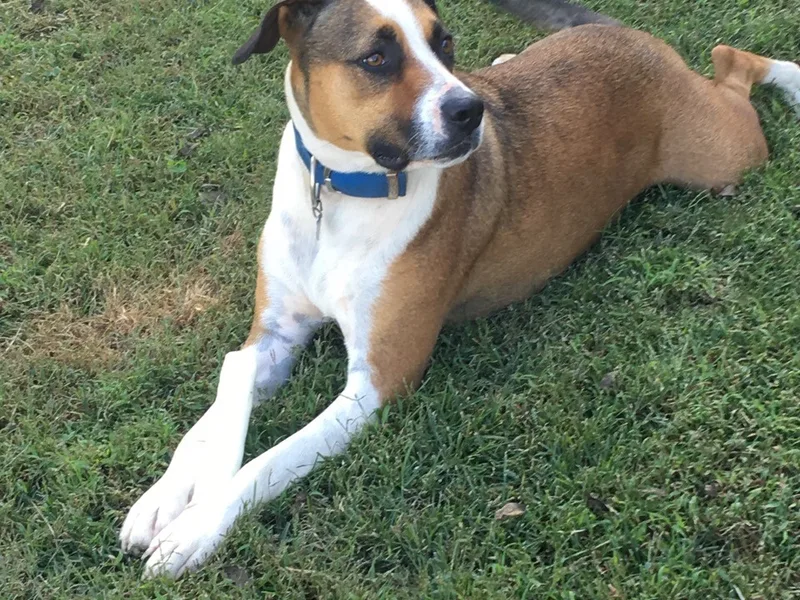 An older dog resting comfortably in the grass