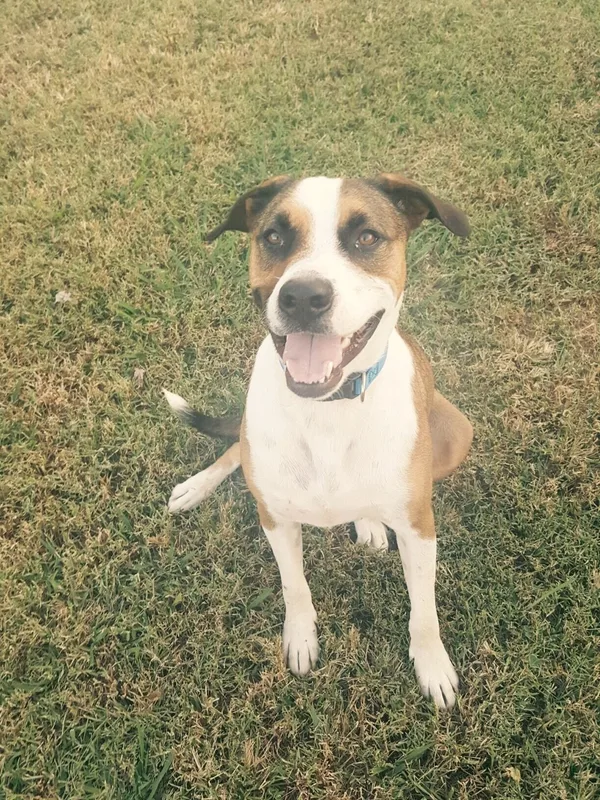 A brown and white dog grinning up at the camera on the grass
