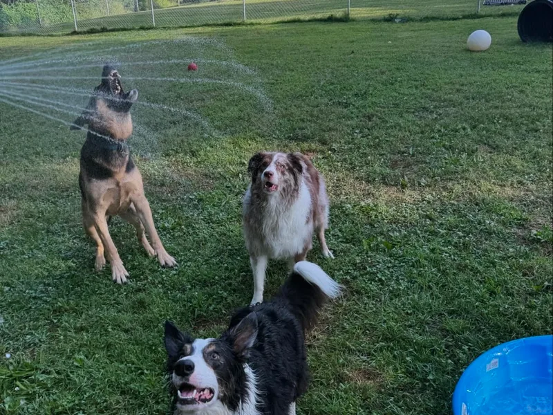 Dogs playing in the sprinkler in the fenced play yard