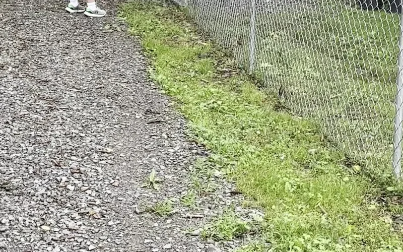The gravel path leading out to the kennel building on the country property