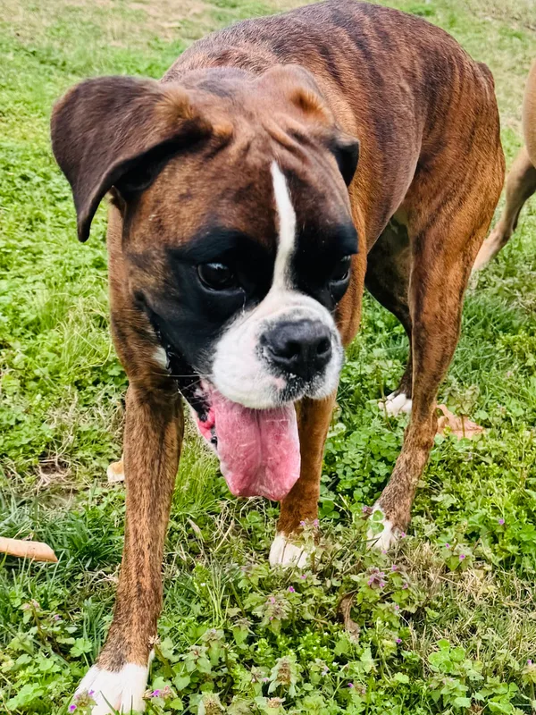 A boxer grinning close up in the clover