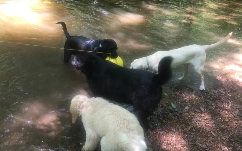 Several dogs running together across the shaded yard