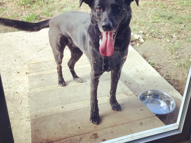 A black lab resting in the shade with its tongue out
