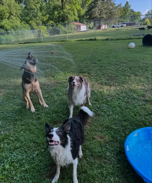 Dogs playing together in the sprinkler in the open play yard at SJ’s Dog Boarding in Morrison, Tennessee